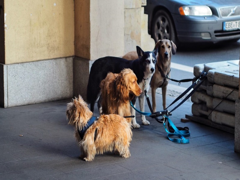 homeless pets