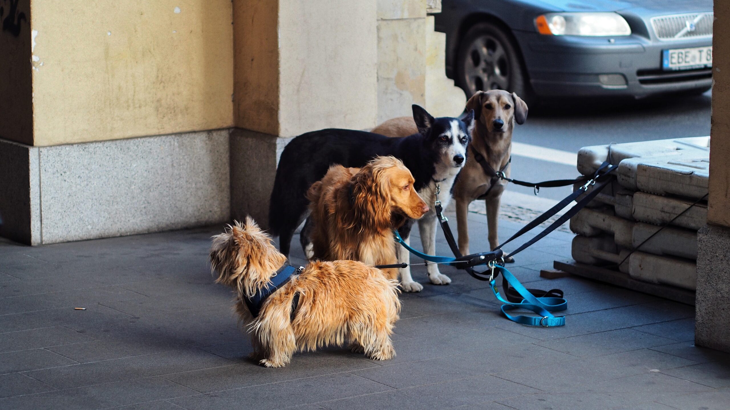 pets to the homless