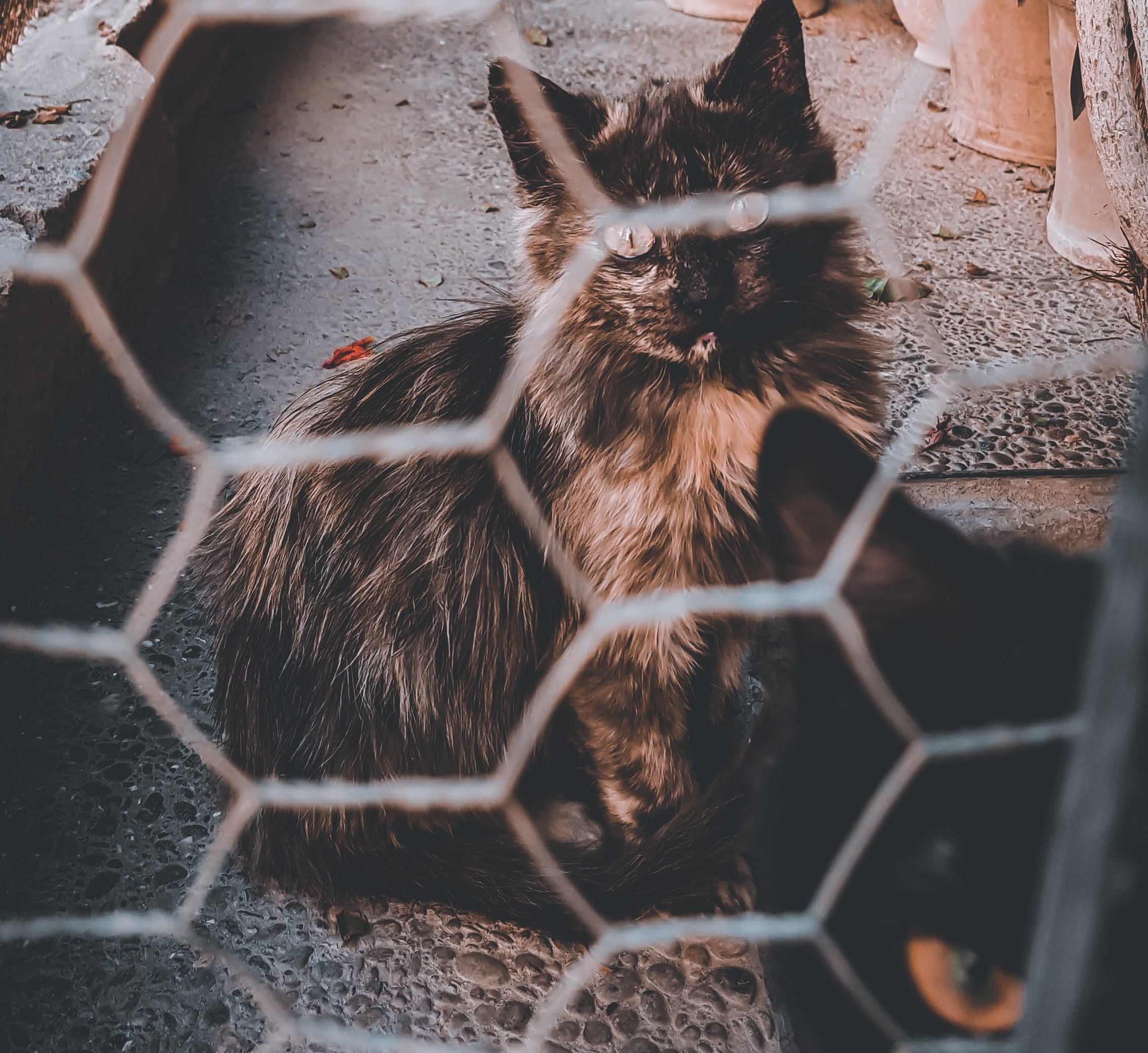 pets and chattel