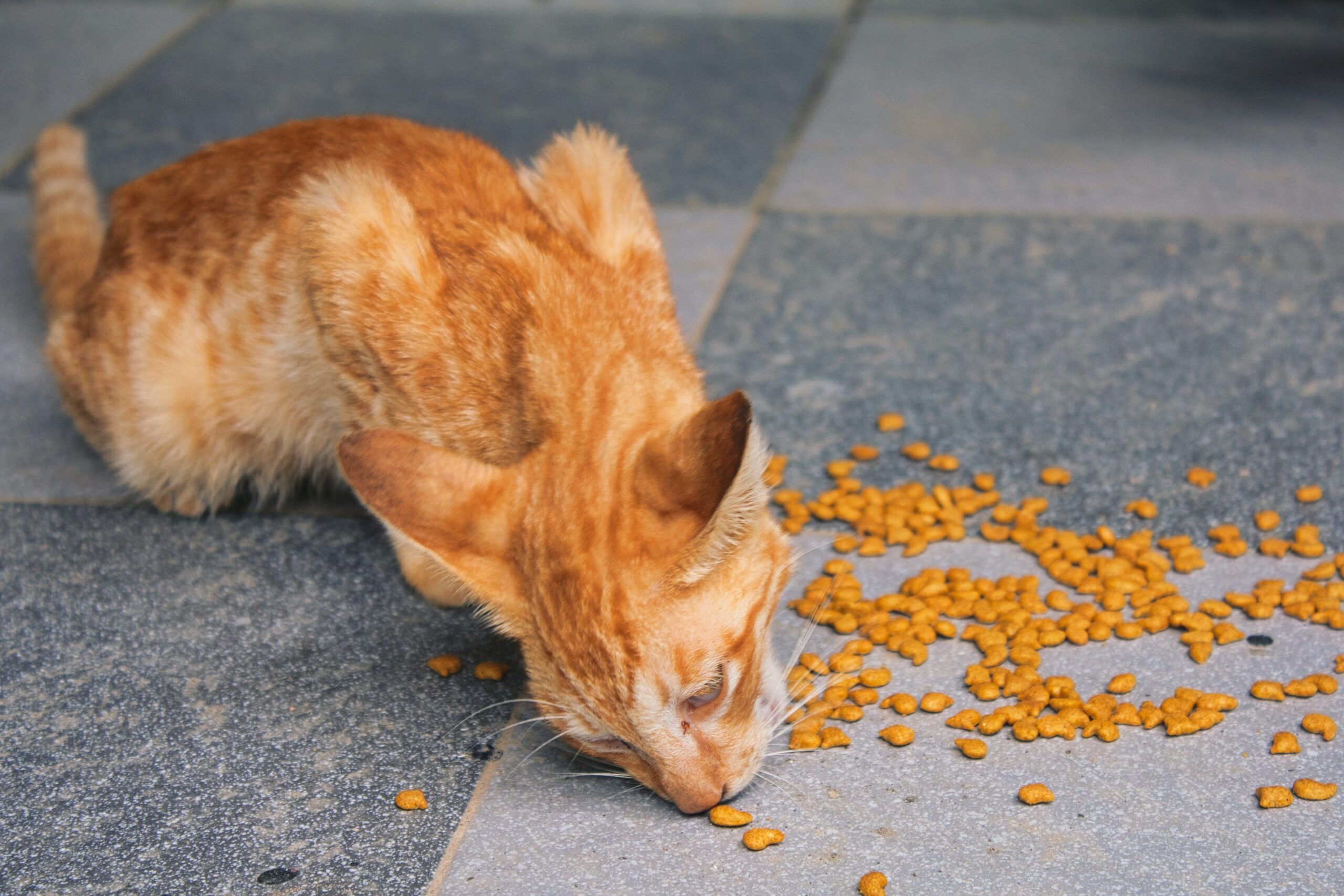 animal rescues in canada