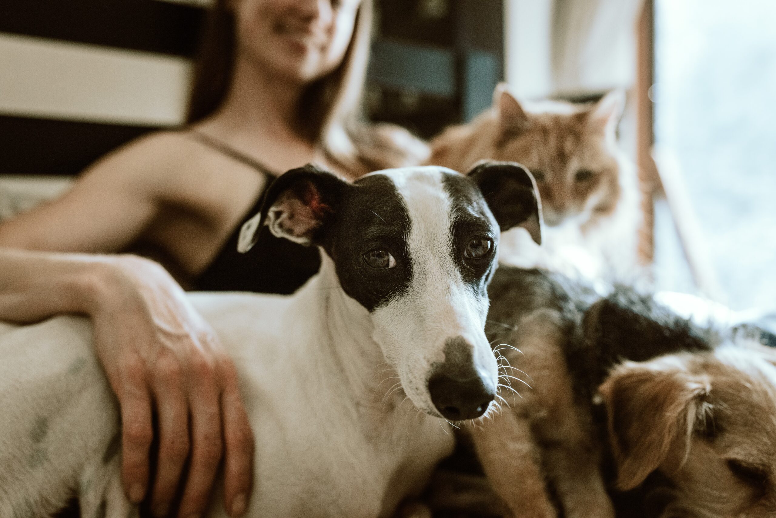 animal-food-banks-help