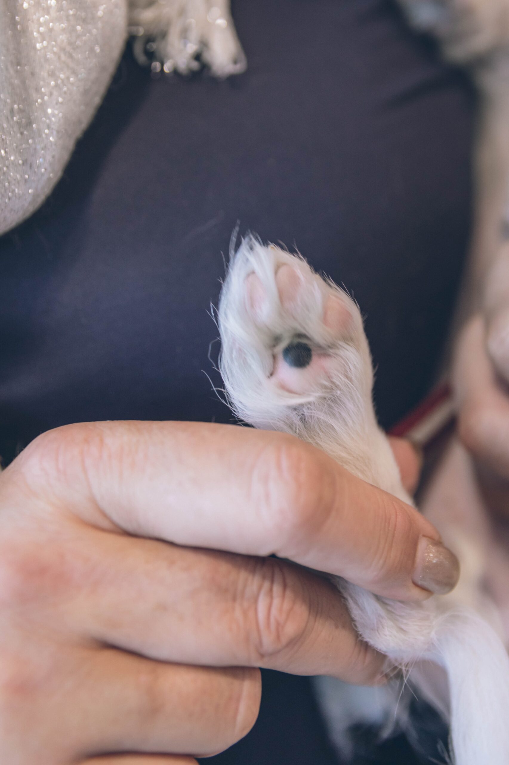 pet surrendering