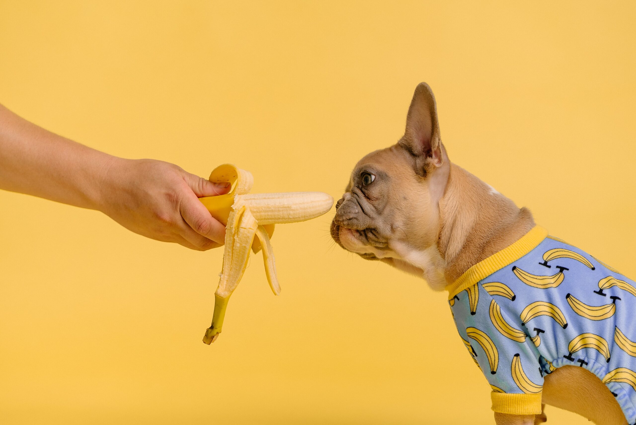 switching pet food