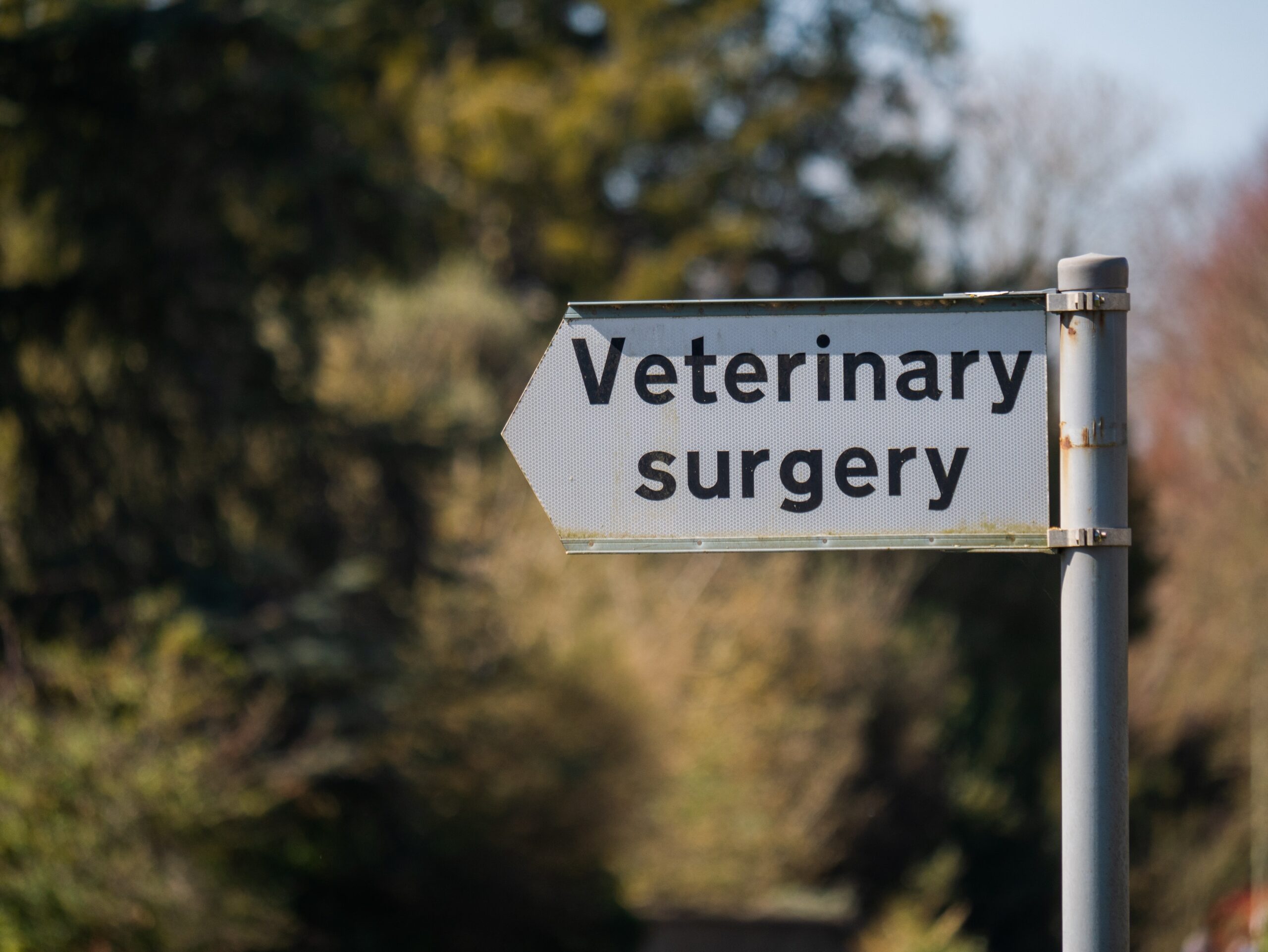 spaying and neutering