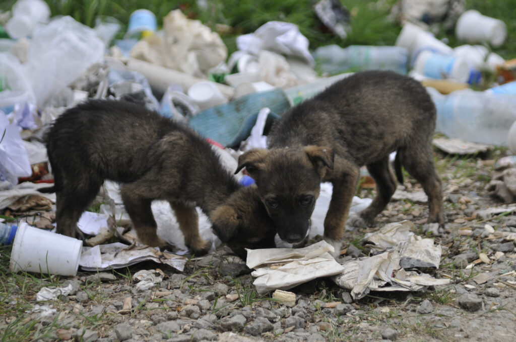National Pet Food Recovery Program - Animal Food Bank